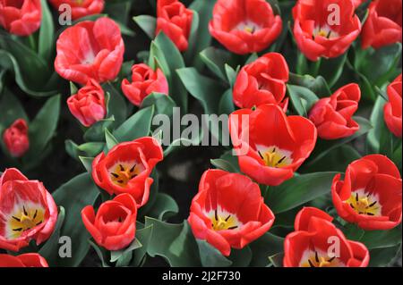 Tulipani rossi di Triumph (Tulipa) Calgary Red fiore in un giardino nel mese di marzo Foto Stock