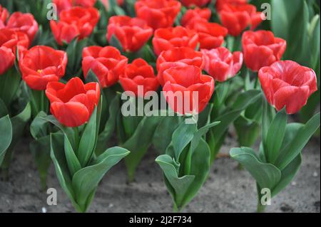 Tulipani rossi di Triumph (Tulipa) Calgary Red fiore in un giardino nel mese di marzo Foto Stock