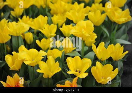 Tulipani fosteriana gialli (Tulipa) candela fiore in un giardino nel mese di marzo Foto Stock
