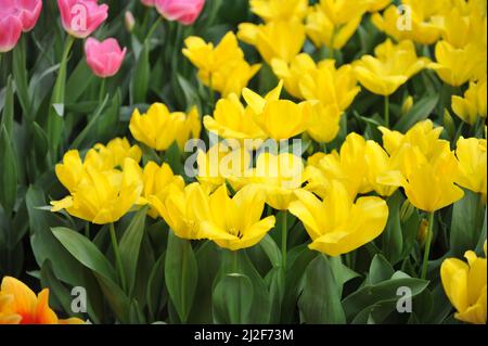 Tulipani fosteriana gialli (Tulipa) candela fiore in un giardino nel mese di marzo Foto Stock