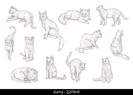 Carino gatti e gattini divertenti disegnati a mano insieme di illustrazioni vettoriali. Disegno vintage di piccoli animali domestici di gatto in diverse posizioni in stile inciso. PET e AN Illustrazione Vettoriale