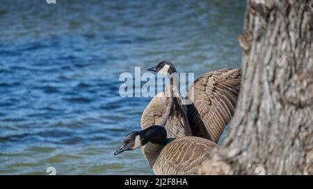 Due oche sul lago vicino all'albero Foto Stock