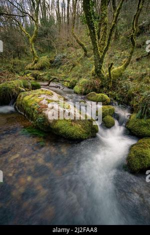 Un ruscello scorre attraverso una foresta tra vecchi alberi di muschio e grandi rocce di granito in Muras Galizia Foto Stock