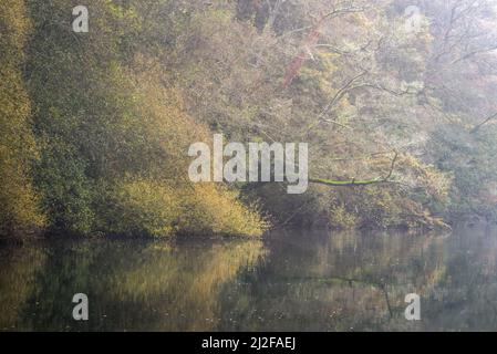 Il fogliame autunnale e un albero morto coperto di muschio si riflettono sulla superficie di un fiume a Lugo in Galizia Foto Stock