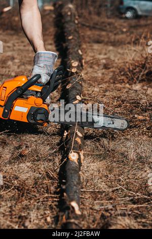 Il caposquadra in abiti da lavoro taglia un albero asciutto con una motosega per la lavorazione successiva. Taglio del legno nella foresta. Primo piano della motosega al lavoro. Segatura vola o Foto Stock