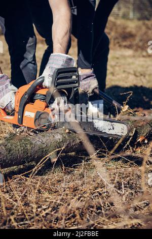 Il caposquadra in abiti da lavoro taglia un albero asciutto con una motosega per la lavorazione successiva. Taglio del legno nella foresta. Primo piano della motosega al lavoro. Segatura vola o Foto Stock