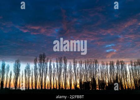 La nuvola scura riempì il cielo dell'alba sopra una fila di alberi di pioppo durante l'inverno. Gli alberi stessi sono stagliati contro un cielo giallo chiaro e azzurro. Foto Stock