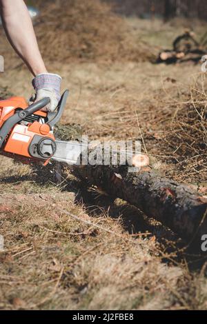 Il caposquadra in abiti da lavoro taglia un albero asciutto con una motosega per la lavorazione successiva. Taglio del legno nella foresta. Primo piano della motosega al lavoro. Segatura vola o Foto Stock