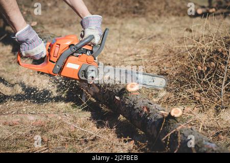 Il caposquadra in abiti da lavoro taglia un albero asciutto con una motosega per la lavorazione successiva. Taglio del legno nella foresta. Primo piano della motosega al lavoro. Segatura vola o Foto Stock