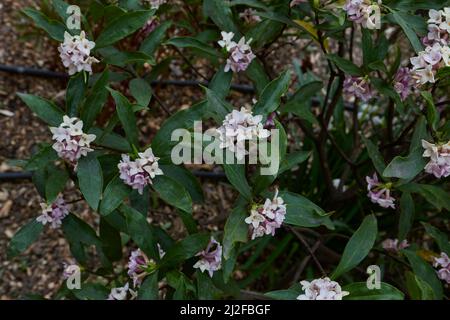 Fiori profumati di arbusto Daphne odora Foto Stock