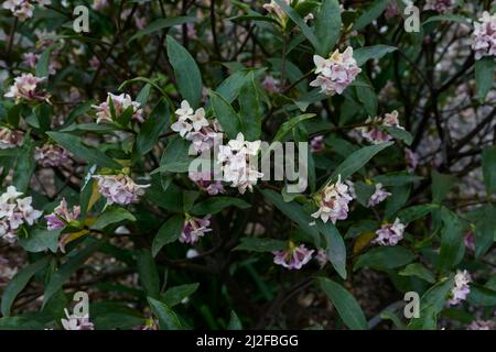 Fiori profumati di arbusto Daphne odora Foto Stock