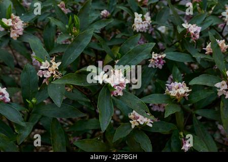 Fiori profumati di arbusto Daphne odora Foto Stock