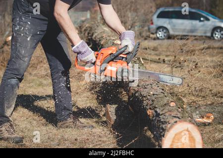 Il caposquadra in abiti da lavoro taglia un albero asciutto con una motosega per la lavorazione successiva. Taglio del legno nella foresta. Primo piano della motosega al lavoro. Segatura vola o Foto Stock