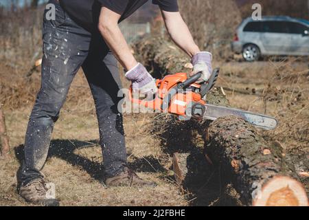 Il caposquadra in abiti da lavoro taglia un albero asciutto con una motosega per la lavorazione successiva. Taglio del legno nella foresta. Primo piano della motosega al lavoro. Segatura vola o Foto Stock