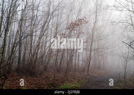 Sentiero che sparisce nella nebbia come si snoda attraverso boschi misti con principalmente alberi di betulla in primavera. Atmosferica. Inghilterra. Foto Stock