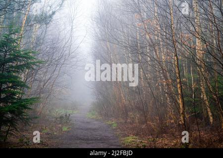 Sentiero che sparisce nella nebbia come si snoda attraverso boschi misti con principalmente alberi di betulla in primavera. Atmosferica. Inghilterra. Foto Stock