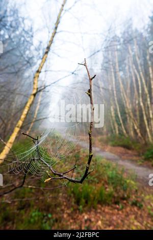 Primo piano, una rugiada coperta ragnatela tra ramoscelli con sfondo di un percorso che conduce attraverso un bosco di betulla in una fredda mattinata di nebbia in primavera. Foto Stock