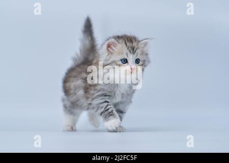 Gattino siberiano su sfondi colorati Foto Stock