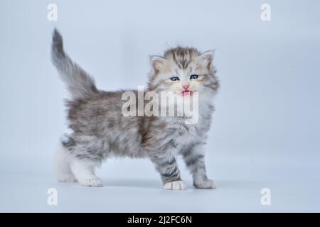 Gattino siberiano su sfondi colorati Foto Stock