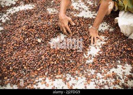 Donna che asciuga il raccolto di cacao al sole nella sua piccola fattoria a West Sulawesi, Indonesia, Asia. Foto Stock