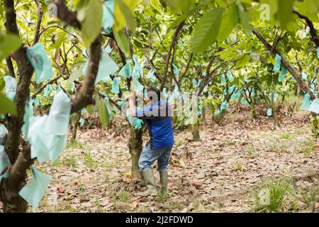 I sacchetti di politene (plastica) coprono i bacini di cacao che crescono sugli alberi per proteggerli dalle malattie in una fattoria di cacao in Mamuju Regency, Indonesia, Asia. Foto Stock