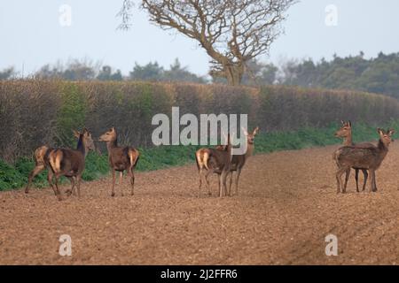 Cervo rosso (Cervus elaphus) mandria di femmine su campo arato da hedgerow Cley Norfolk GB UK marzo 2022 Foto Stock