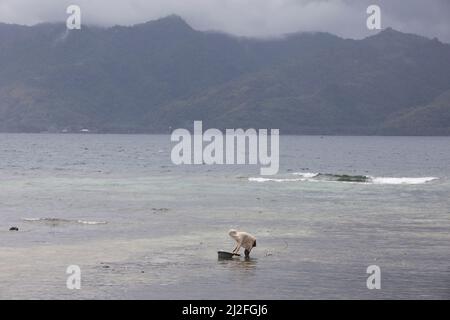 Una donna scava per granchi e ostriche sulle rive dell'isola di Karampuang, Indonesia, Asia. Foto Stock