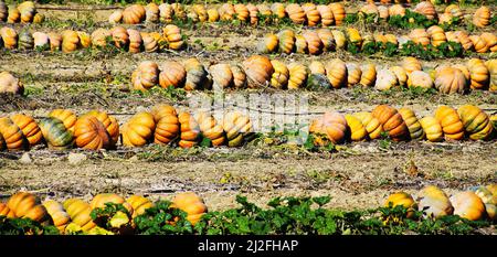 Vista su molte zucche mature su campo agricolo posato in file per il trasporto dopo la raccolta - Francia, Provenza Foto Stock