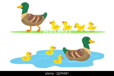 Anatra e anatroccoli set. Carino madre anatra e uccelli gialli bambini a piedi su erba e nuoto in stagno. Illustrazioni vettoriali per animali da fattoria, pollame Illustrazione Vettoriale