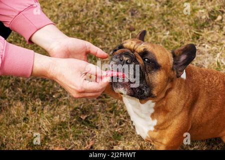 La mano del proprietario della donna nutre un pezzo di salsiccia ad un bulldog francese femminile. Formazione, comportamento e concetto di istruzione. Foto Stock