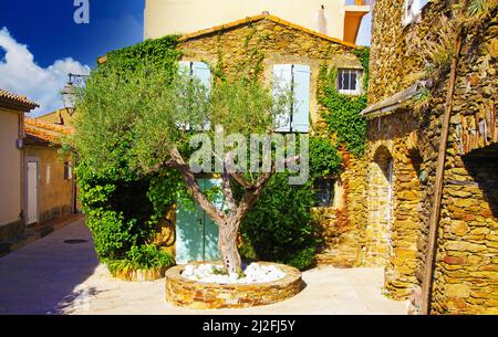 Vista sul cortile idilliaco con un verde olivo, tipica casa francese mediterranea in pietra naturale coperta di edera in luce naturale del sole - Foto Stock