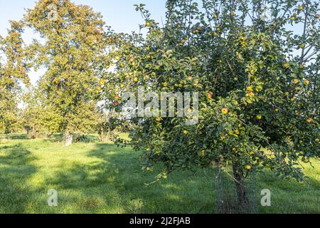 Le mele maturano in autunno in un vecchio frutteto nel villaggio di Severnside di Arlingham, Gloucestershire, Inghilterra Regno Unito Foto Stock