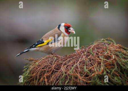 Un ritratto di un orafo, carduelis, come si posa su un vecchio tumulo di erba Foto Stock