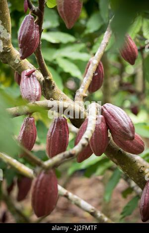 Baccelli di cacao appesi ad un albero su una piantagione di cocco a Sulawesi Occidentale, Indonesia, Asia. Foto Stock