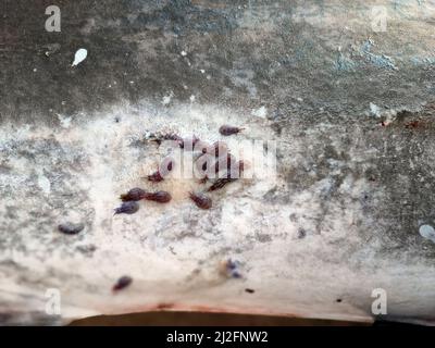 Parassiti esterni di Swordfish sul dettaglio della pelle Foto Stock