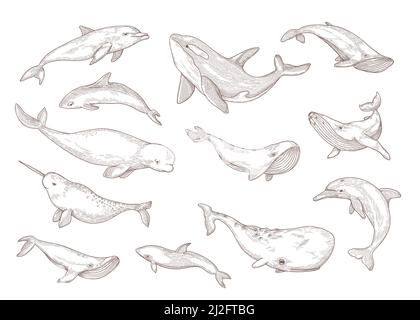 Specie di balene isolate disegnate a mano insieme di illustrazioni vettoriali. Narwhal vintage inciso, humpback, beluga e vintage balena blu schizzo. Animali marini a Illustrazione Vettoriale