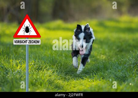 Border Collie cane in un prato di primavera Foto Stock