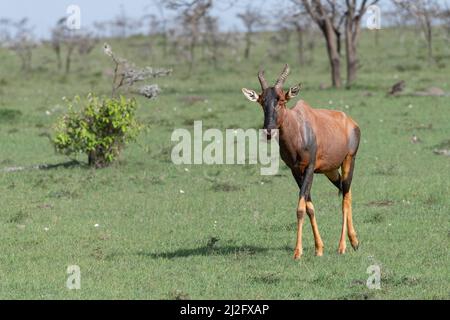 Topi, antilope di jeans blu nelle erbe leggere del Masai Mara, Kenya Foto Stock