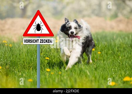 Border Collie cane in un prato di primavera Foto Stock