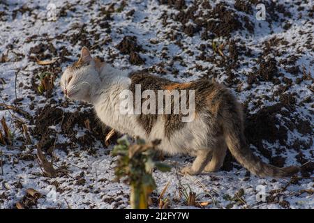 Gatto giocando e camminando nella neve in inverno. Il gatto soffice si è accovigliato di neve camminando lungo la strada innevata Foto Stock