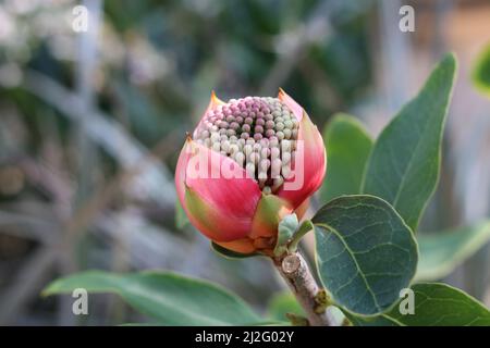 Primo piano di fiori rossi protea su sfondo fogliame Foto Stock