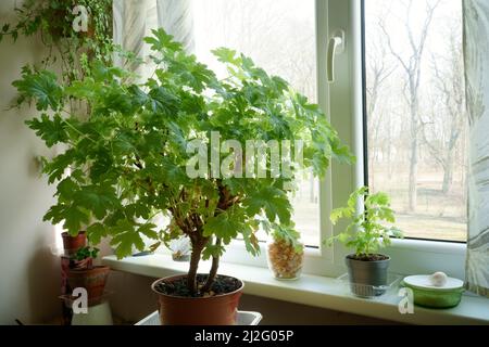 Diversi tipi di piante d'abitazione in una casa su un davanzale e vicino alla finestra in primavera. Una vista del pelargonio profumato. La pianta interna grande è pentola Foto Stock