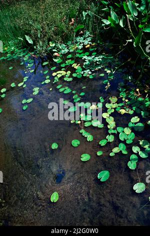 Ninfee e canne d'acqua in una piscina naturale Foto Stock