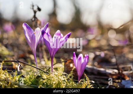 Il sole splende sul viola selvatico e l'iride gialla (colore di Crocus heuffelianus) fiori che crescono nella foresta, muschio intorno Foto Stock