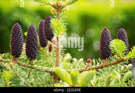 Giovane abete rosso porpora (specie abies) coni che crescono su ramo con abete, dettaglio closeup Foto Stock