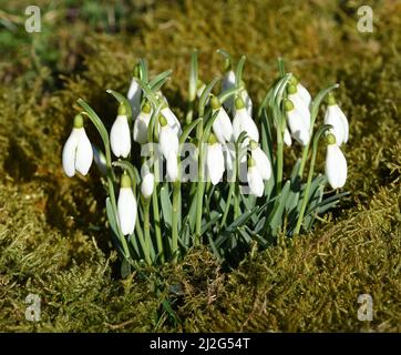 Schneegloeckchen, Galanthus nivalis, ist eine Blume die im Winter Blueht und eine wichtige Heilpflanze. Snowdrop, Galanthus nivalis, è un fiore che Foto Stock