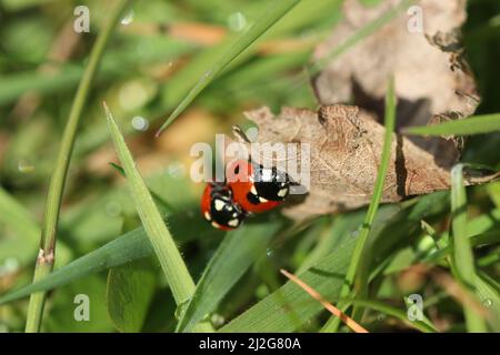 Una foto di un ladybug insieme ad un altro ladybug, scattata a Salford al Peel Park. Scattata con un obiettivo macro. Foto Stock