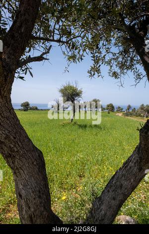 Ulivi in un prato primaverile sul parco nazionale Akamas, Repubblica di Cipro. Foto Stock