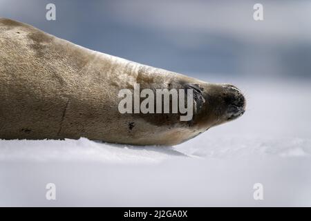 Primo piano della guarnizione del crabeater che schizza sull'iceberg Foto Stock