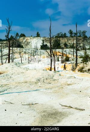 Il sole estivo splende sulle terrazze delle sorgenti termali di Mammoth nel Parco Nazionale di Yellowstone Foto Stock